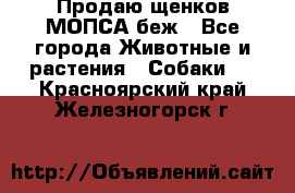 Продаю щенков МОПСА беж - Все города Животные и растения » Собаки   . Красноярский край,Железногорск г.